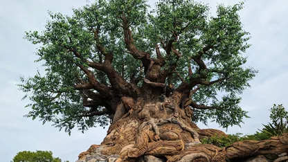 Large, ancient baobab tree with a thick, twisted trunk and sprawling branches beneath a pale sky.