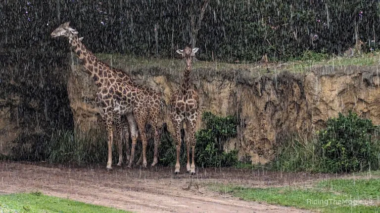 Two giraffes standing in the rain beside a grassy, earthen embankment.