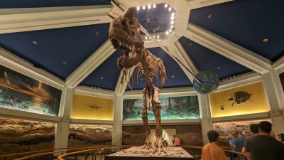 A T-Rex skeleton is displayed in a museum with a blue ceiling and large murals